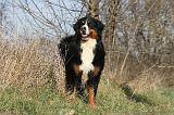 BOUVIER BERNOIS 223